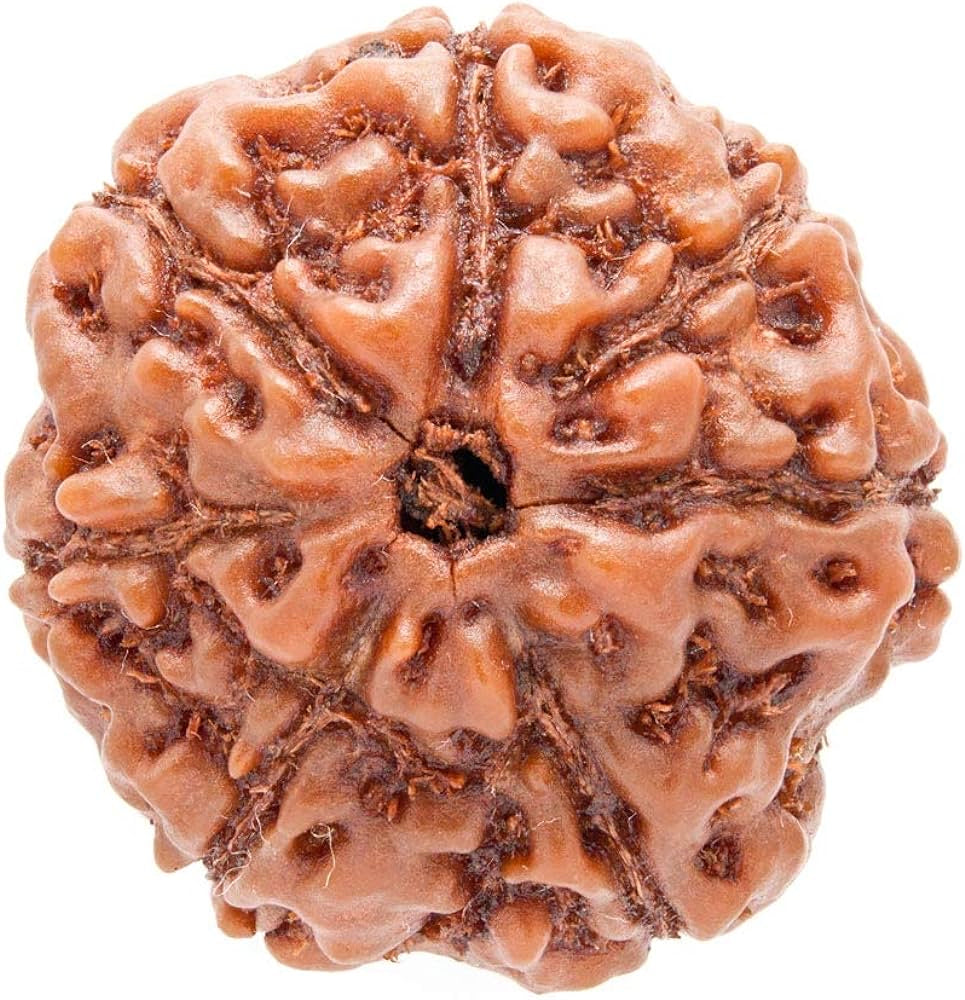 Rudraksha 7 Chakra Natural Bracelet